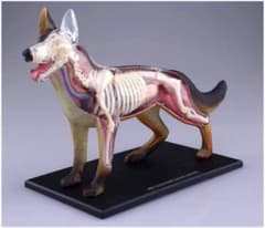 青島文化教材社 4D 立体パズル 解剖 犬のサムネイル