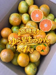 愛媛県産ゆら早生みかん箱込み4K 旬 味濃 みかん果物のサムネイル