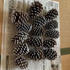 松ぼっくり 15個セット(大きな松ぽっくり)のサムネイル
