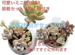 多肉植物 寄せ植え セット 鉢1個付 メルカリ便 - メルカリ