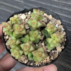 多肉植物　小米星　抜き苗のサムネイル