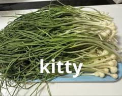 ノビル 野蒜　のびる　山菜 旬の野菜3kg 春野菜 ノビル 野蒜 のびる 山菜 旬の野菜 500g 上 - メルカリ