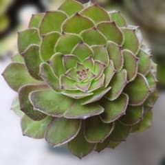 アエオニウム 多肉植物 紅魔 約10cm カット苗 - メルカリ
