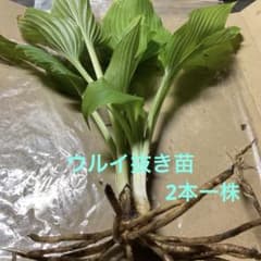 ウルイ　抜き苗　オオバギボウシ　食用　ガーデニング　増やして楽しむ 2本一株のサムネイル