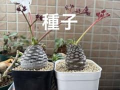 sken様 リクエスト 2点 まとめ商品のサムネイル