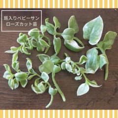 ⭐多肉植物『斑入りベビーサンローズ』カット苗・挿し穂5本⭐ - メルカリ