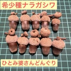 希少種ナラガシワ 10個セット どんぐりのサムネイル
