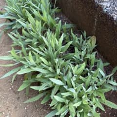 矢車草(矢車菊) 抜き苗8本 以上10cm〜15cm 青またはピンク - メルカリ