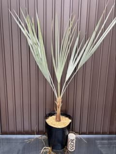 ブラヘア アルマータ C特白 地植え可能株 - メルカリ