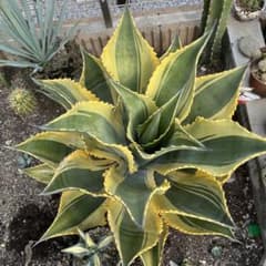 ★親株出品★ アガベ　サルミアナ　リップエフェクト　人気株　30cm アガベ サルミアナ リップルエフェクト 美形・大株 幅92cm