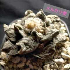 アリオカルプス 怒涛系 花牡丹 皺 疣 亀甲牡丹 ブラボアナス 玉牡丹