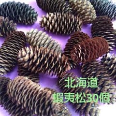 松ぼっくり蝦夷松 (北海道の松)30個大きさ5~6cm ⭕️値下げしました。のサムネイル
