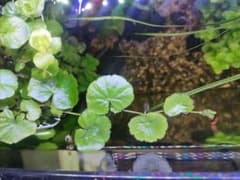 アマゾンチドメグサ　（半水中葉10株）カット苗　無農薬　ビオトープ　アクアリウムのサムネイル