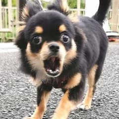 はるち専用 アクセサリーのサムネイル