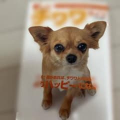 즐거운 치와와 라이프 모든 것을 알 수있는 완전 견종 매뉴얼