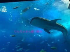 りんちゃまん様専用♡売切sale♡ミニワンピ♡花柄ワンピースのサムネイル