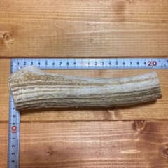 北海道産　エゾシカ角　シカの角　大型犬〜超大型犬用のサムネイル