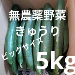 産地直送『きゅうり』 １５㎏ ビックサイズ 栽培期間中、農薬不使用 産地直送『きゅうり』 5㎏ ビックサイズ 栽培期間中、農薬不使用
