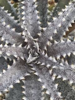 DBディッキア Dyckia BS x Arizona small #119 ⑹ - メルカリ