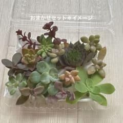 ✾おまかせカット苗　ご購入前にお願いをご一読ください˖*多肉植物　寄せ植えセット 多肉植物 おまかせカット苗セット 寄せ植え - メルカリ