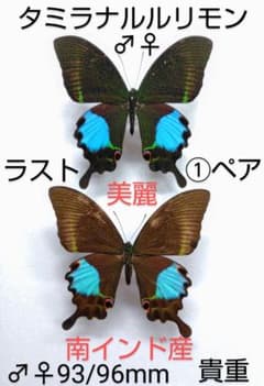 年末価格‼️タミラナルルリモンアゲハ♂♀ 標本★南インド産★ 美麗♀貴重ペア ミラナルルリモンアゲハ♂♀ 標本☆南インド産☆ 美麗♀貴重最後1