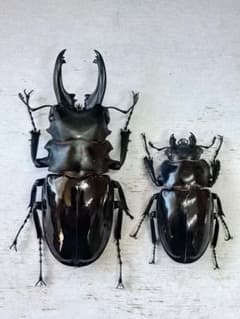 ベリコサスツヤクワガタペア標本のサムネイル
