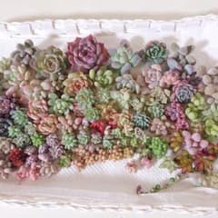 多肉植物❀カット苗詰合せ❀超チビチビ合わせて100個入ってます◡̈*のサムネイル