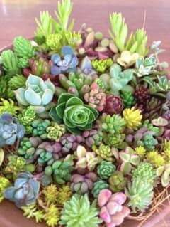 多肉植物 カット苗 今週ラストパック♪のサムネイル