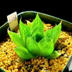 2698 ナイルの一滴× マルミアーナ多肉植物 ハオルチア アロエ - メルカリ