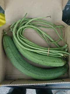 新鮮 ヘチマ400gとささげ200g 産地直送 収穫したてのサムネイル