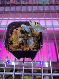 ブセファランドラ spティア　水上葉　③のサムネイル