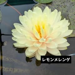 睡蓮　レモンメレンゲ　1株のサムネイル