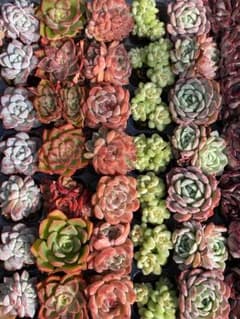 K*Z様 R19　15種類の土と根付き105苗セット　多肉　エケベリア　韓国苗 X506 15種類の土と根付き105苗セット エケベリア 韓国苗 NT26 - メルカリ