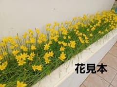 ゼフィランサス(黄色)　種60個のサムネイル