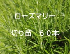 ローズマリー　切り苗　６０本のサムネイル