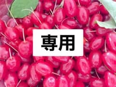 グミの実　1キロ① クール便のサムネイル