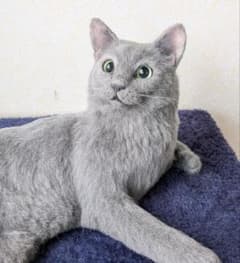 猫60⭐️ロシアンブルー 羊毛フェルト ネコ リアル猫 グレー 猫好き 置物 猫60⭐️ロシアンブルー 羊毛フェルト ネコ リアル猫 グレー 猫好き
