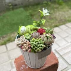 ♡そのまま飾れる♡お昼寝カエルちゃんの可愛い多肉植物寄せ植え