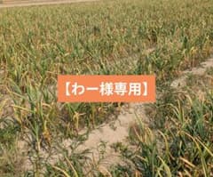 わー様専用】2L以上20kg｜農家直送・風干し半乾燥にんにく（土付き