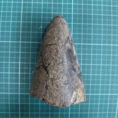 博物館級 最恐 古代クジラ リヴィアタンメルビレイ 歯 化石 鉱物標本