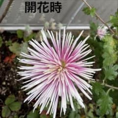 スプレーマム 菊 抜き苗 2本のサムネイル