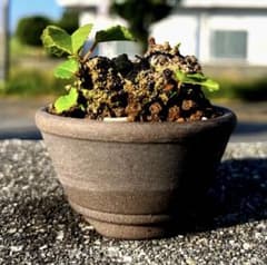 み*け様 イボオオハマボウ 盆栽 塊根植物 - メルカリ