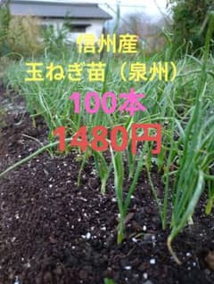 玉ねぎ苗のサムネイル