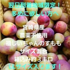 ❌翌日到着地域限定！宮崎県産　無農薬　福じいちゃんの　スモモ　箱込み約1.4キロのサムネイル