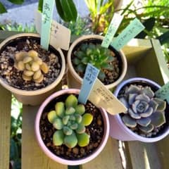 つぶつぶ屋✡️あんず他4点set✡️ 多肉 抜苗 おつぶー 寄植 つぶお