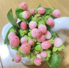 ヒペリカム 発根済1苗 - メルカリ