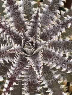 ディッキア ビルベイカー Dyckia tracking code FPP - メルカリ