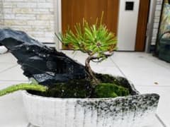 盆栽のサムネイル
