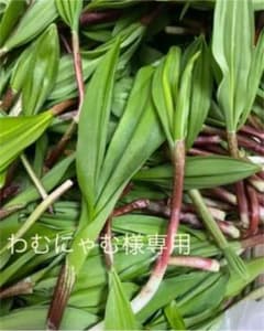 ⭐︎わむにゃむ様専用ページ⭐︎のサムネイル