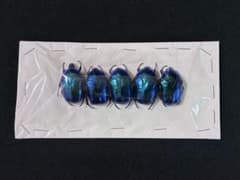 標本　スペキオーサシアノクロラ　完品　昆虫標本カナブン　シアノクロア　カブトムシのサムネイル